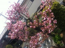 八重桜