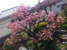 八重桜