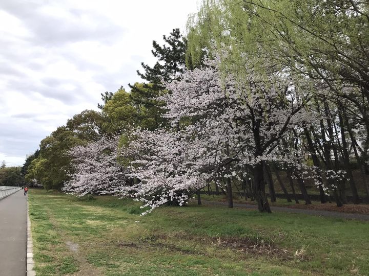 桜並木