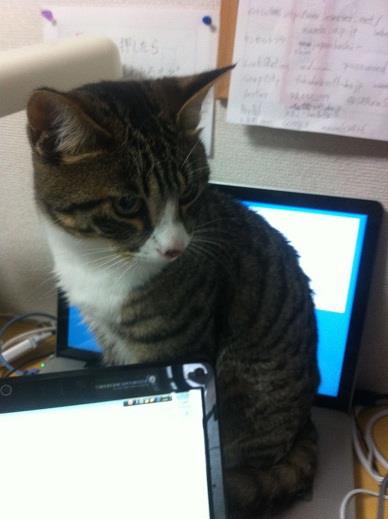 システム会社に遊びに来た猫