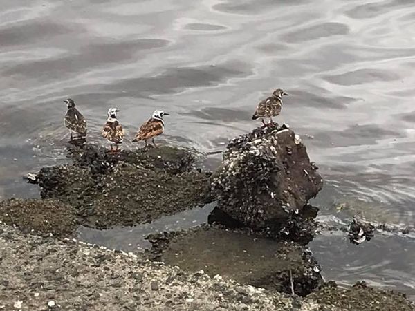 キョウジョシギ