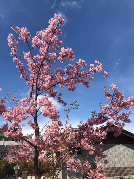 河津桜